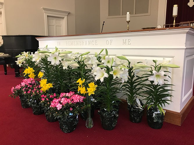 A variety of colorful potted flowers lined up indoors on a red carpet.