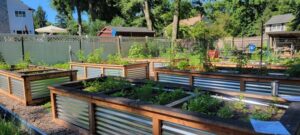 Raised garden beds filled with thriving plants in a sunny backyard.