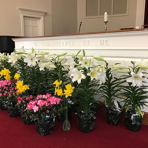 A variety of colorful potted flowers lined up indoors on a red carpet.