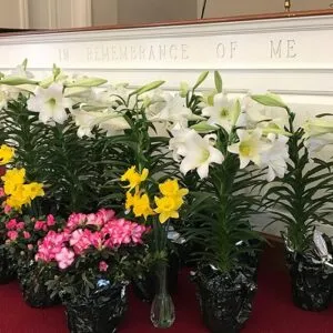 A vibrant display of lilies and colorful flowers in pots.