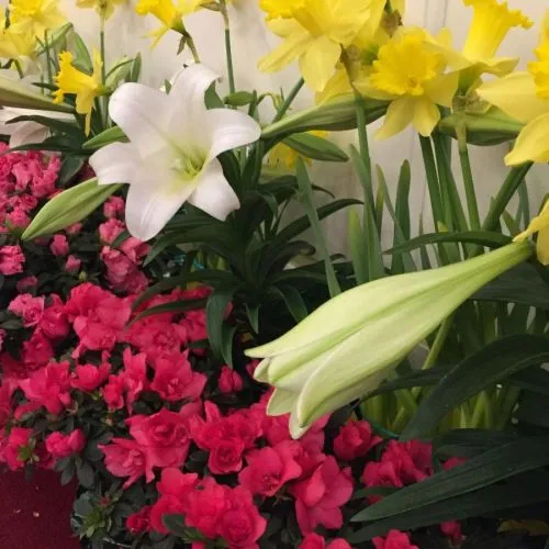 A vibrant mix of blooming yellow daffodils, white lilies, and pink flowers.